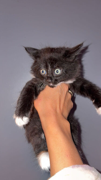 2 Maine coon kittens