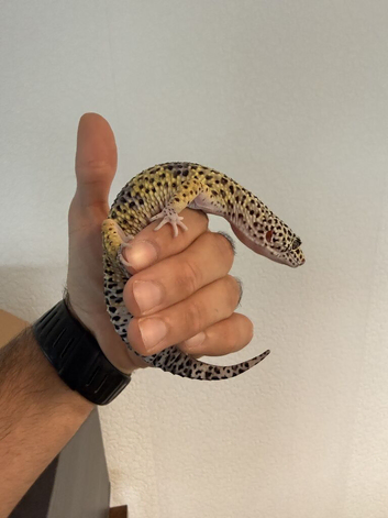Leopard Gecko + Enclosure For Sale