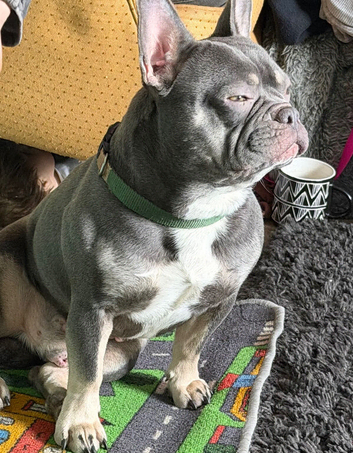 French bulldog