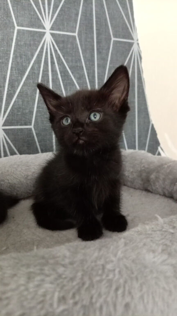 Kitten
