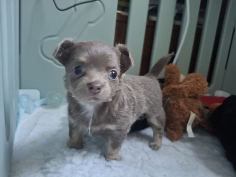 Long Haired KC Reg Chihuahua puppies