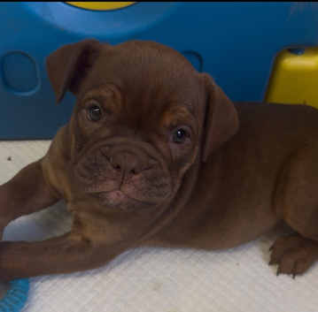 ENGLISH BULLDOG PUPPIES!