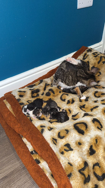 2 male kittens ready to go today