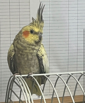 Cockatiel