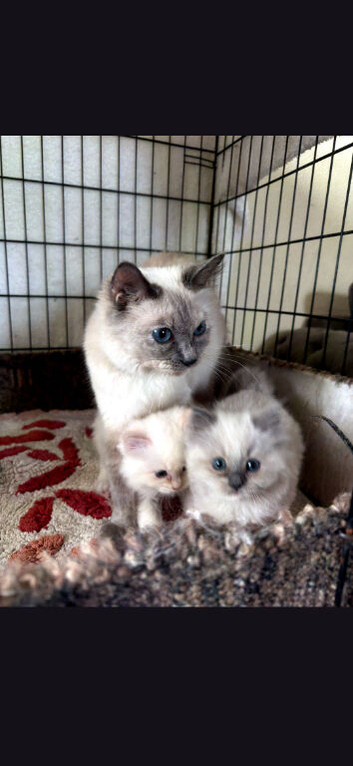 Ragdoll kittens