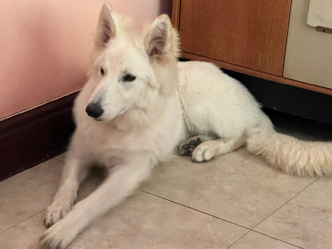 *FREE until proven* ~ White Long Coat German Shepherd Dog Male at Stud