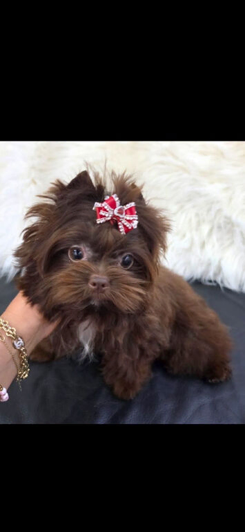 4 Month Old Chocolate Yorkie Pup