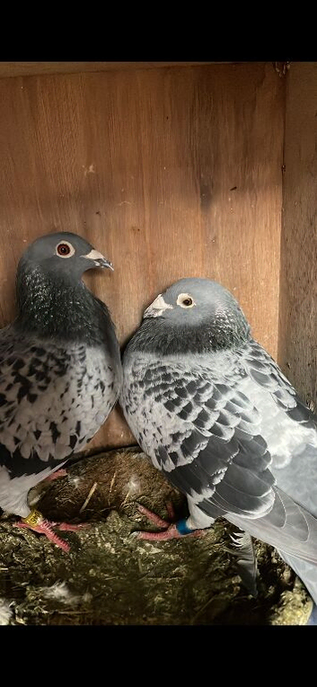Breeding pair of pure buchart racing pigeons
