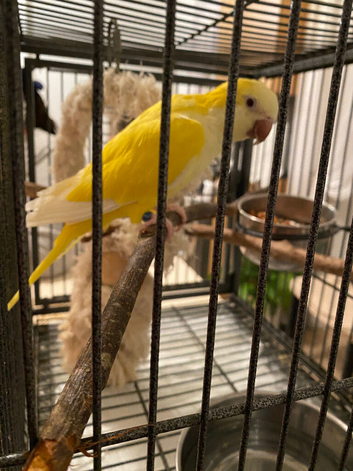 Tame yellow quaker