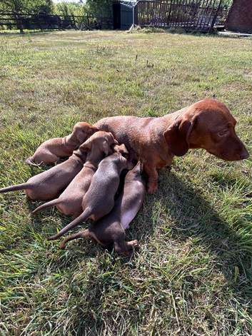Five mini Dachshund looking for there best home