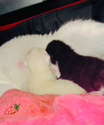 Kittens needing homes in 8 weeks time