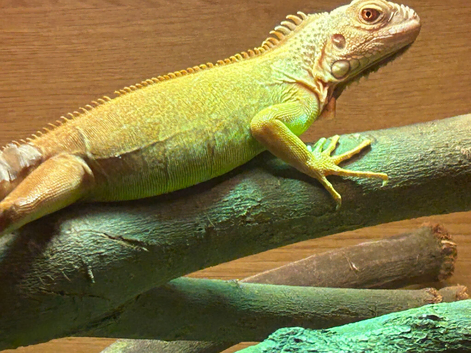 Green iguana