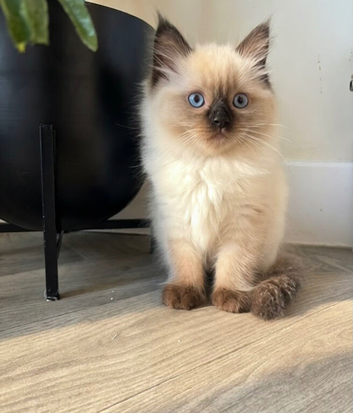 Seal point pedigree ragdoll female
