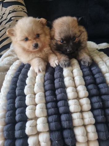 Adorable Pomeraniums