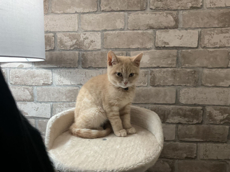 STUNNING CREAM BRITISH SHORTHAIR BOY &mdash; 12 WEEKS OLD