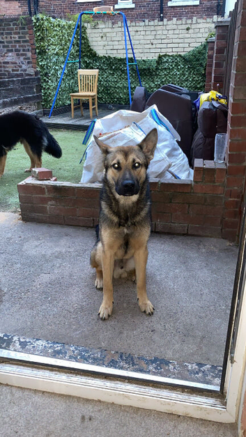 2 shepskys must go together