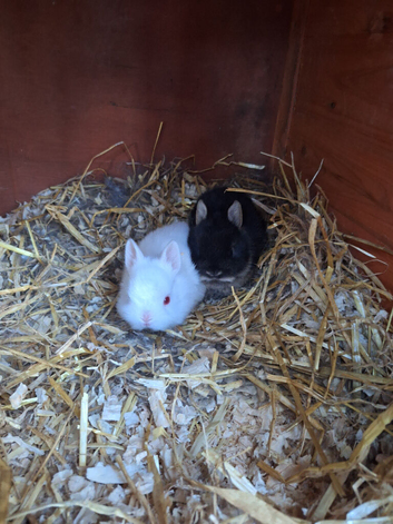 Purebred Netherland Dwarf kits