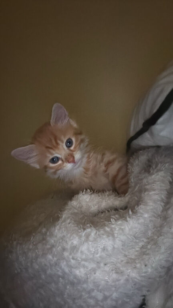 Kitten