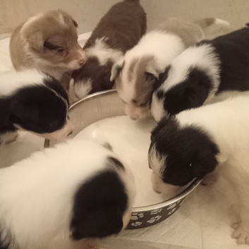 Beautiful puppies