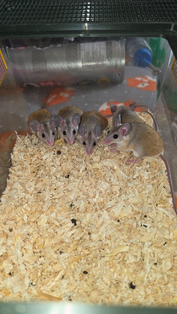 Africa Spiny Mice youngsters Ready Now