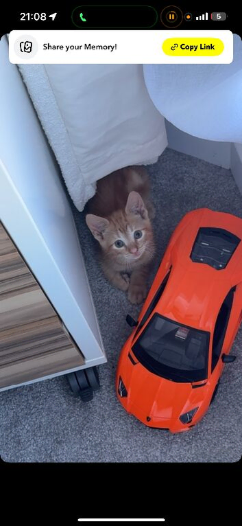 Ginger kitten