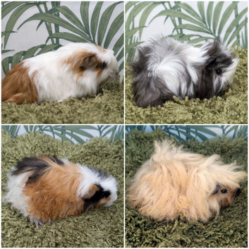 Long Haired Baby Guinea Pigs in Roche