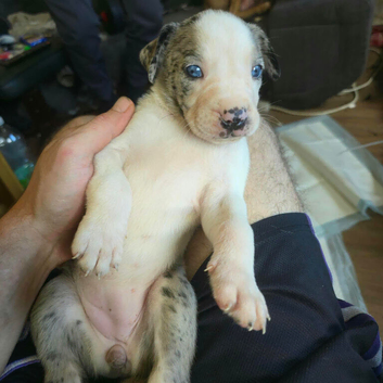 Cross breed
