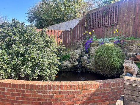 Pond complete set up With 5 koi fish