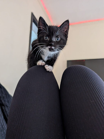 2 x 9wk old male kittens