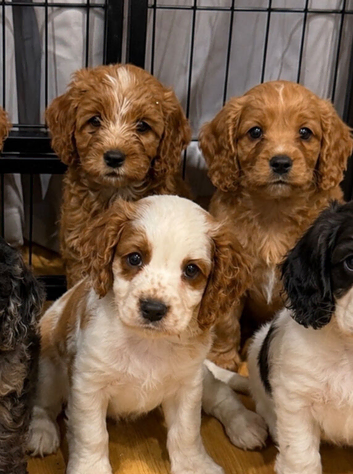 Cavapoo Puppie&rsquo;s Ready Now