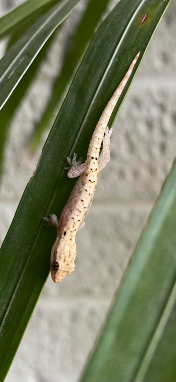 6 x Mourning Geckos