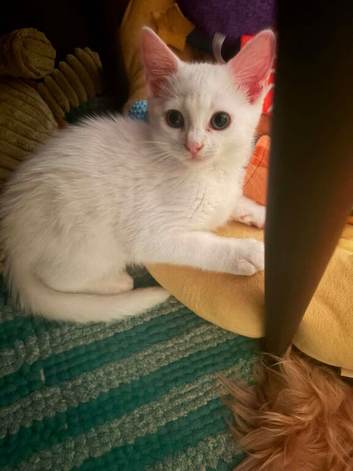 White kitten for sale