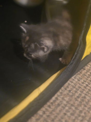 2 maine coon cross kittens