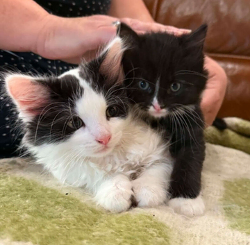 British Shorthair x Calico cross kittens