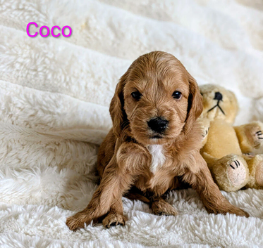 Adorable full DNA tested Cockerpoo puppies