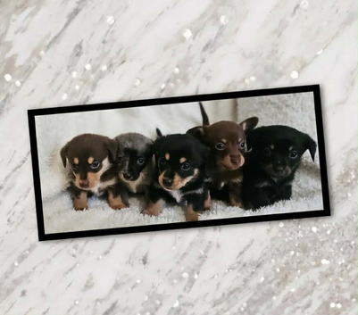Dachshund x pomerian