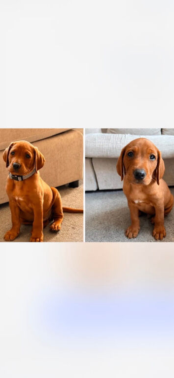 Ready to leave! Fox Red Labrador male pup