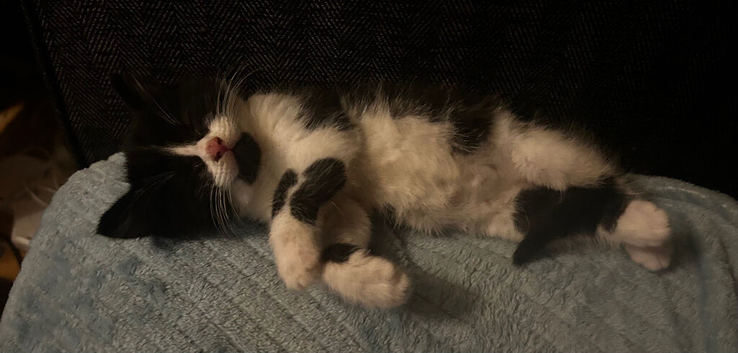 Tuxedo x Maine Coon  kittens