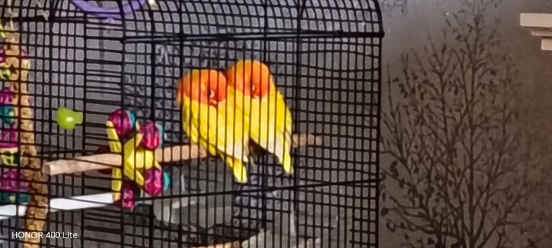 Young love birds