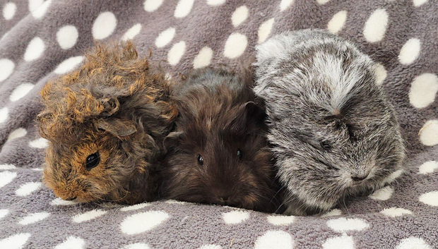 3 boars ready now