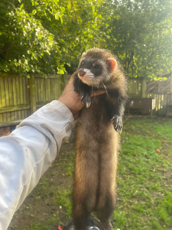 Polecat hob for sale big tank off a job already