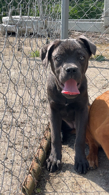 Cane corso x Rottweiler puppies