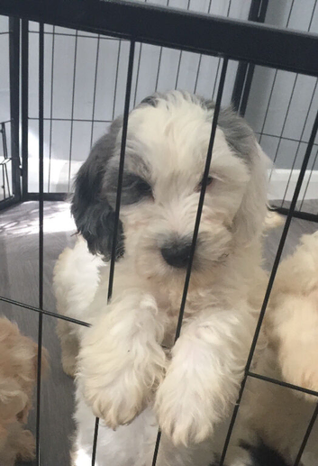 8 beautiful cockapoo babies