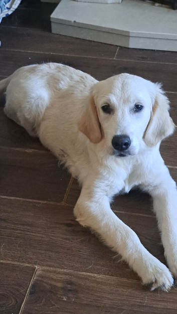 Golden retriever