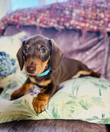 Beautiful Miniature Dachshund Boy