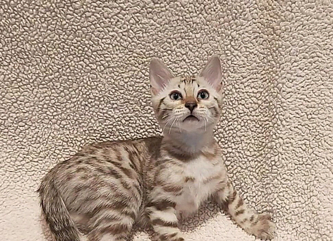 Pedigree Snow Bengal Kittens