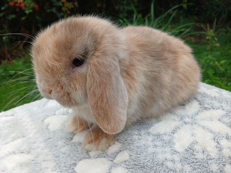 Stunning mini lop make baby rabbits RTR