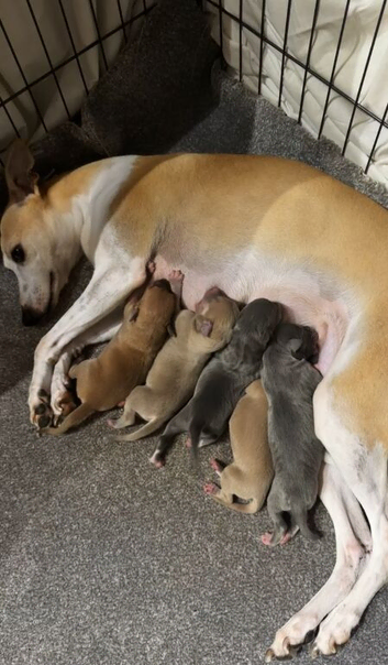 5 STUNNING WIGGYS FOR SALE