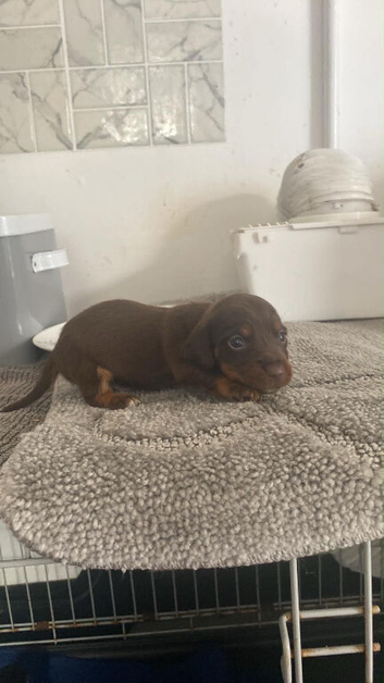 Dachshund x Jack Russell