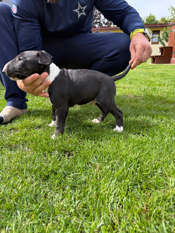 English Bull Terrier
